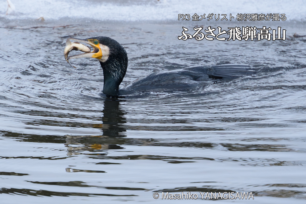 飛騨高山に棲むカワウの写真です。