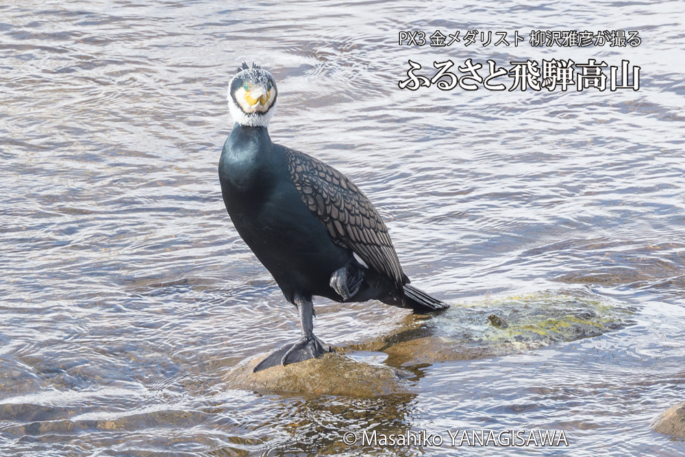 飛騨高山に棲むカワウの写真です。