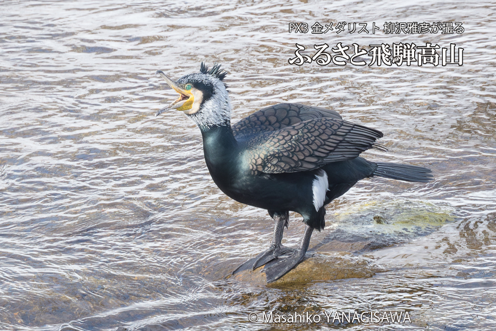 飛騨高山に棲むカワウの写真です。