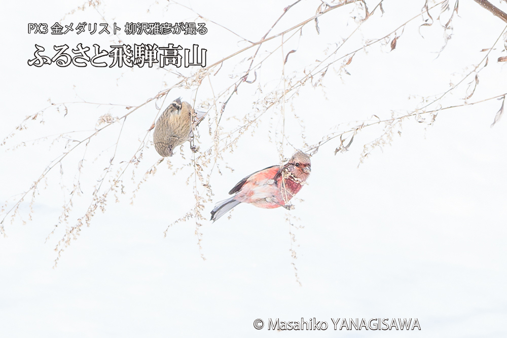 飛騨高山に棲むベニマシコの写真です。