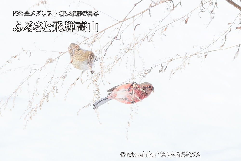 飛騨高山に棲むベニマシコの写真です。