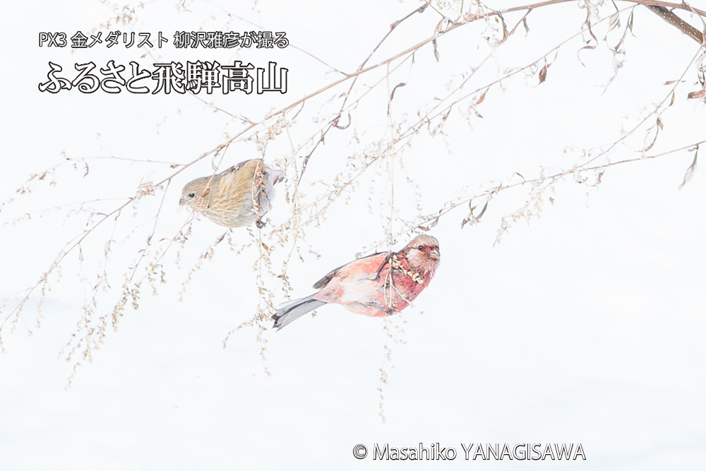 飛騨高山に棲むベニマシコの写真です。