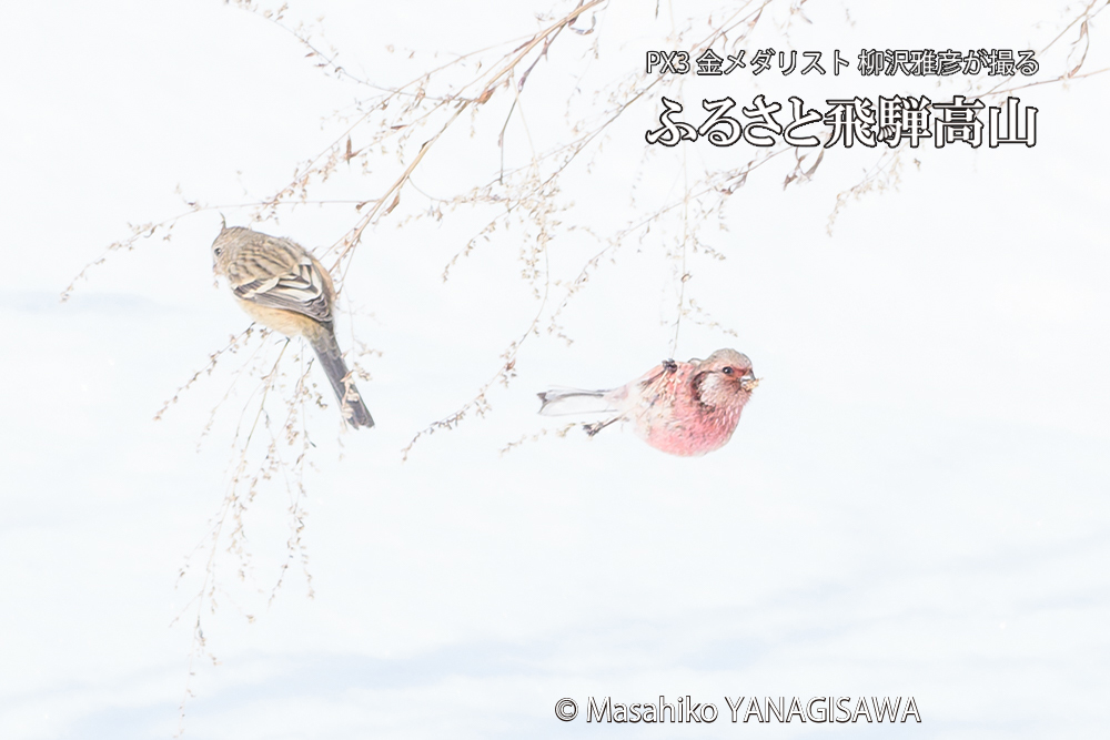 飛騨高山に棲むベニマシコの写真です。