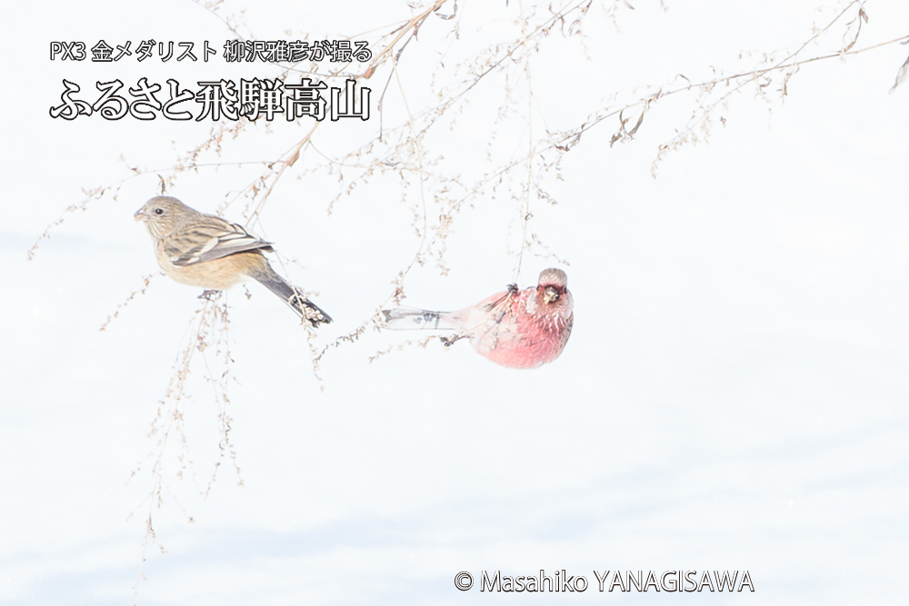 飛騨高山に棲むベニマシコの写真です。