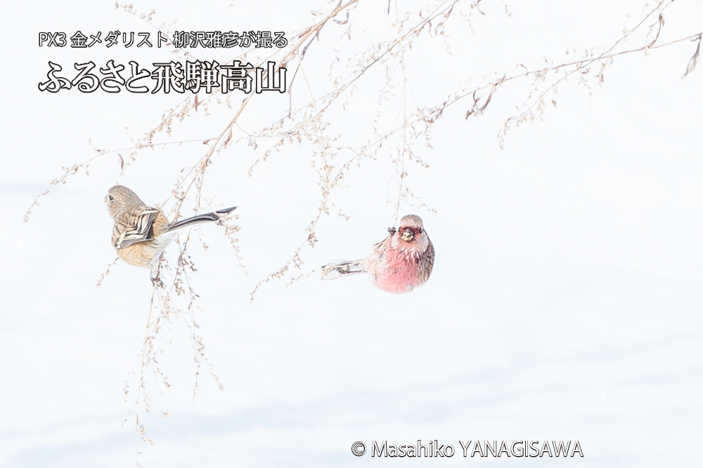 飛騨高山に棲むベニマシコの写真です。