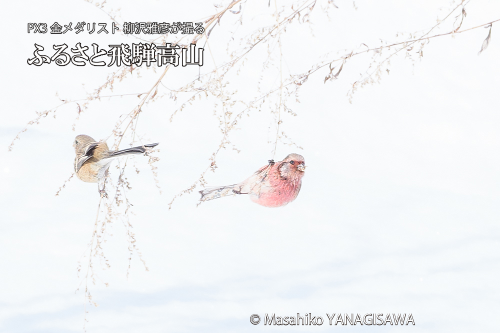 飛騨高山に棲むベニマシコの写真です。