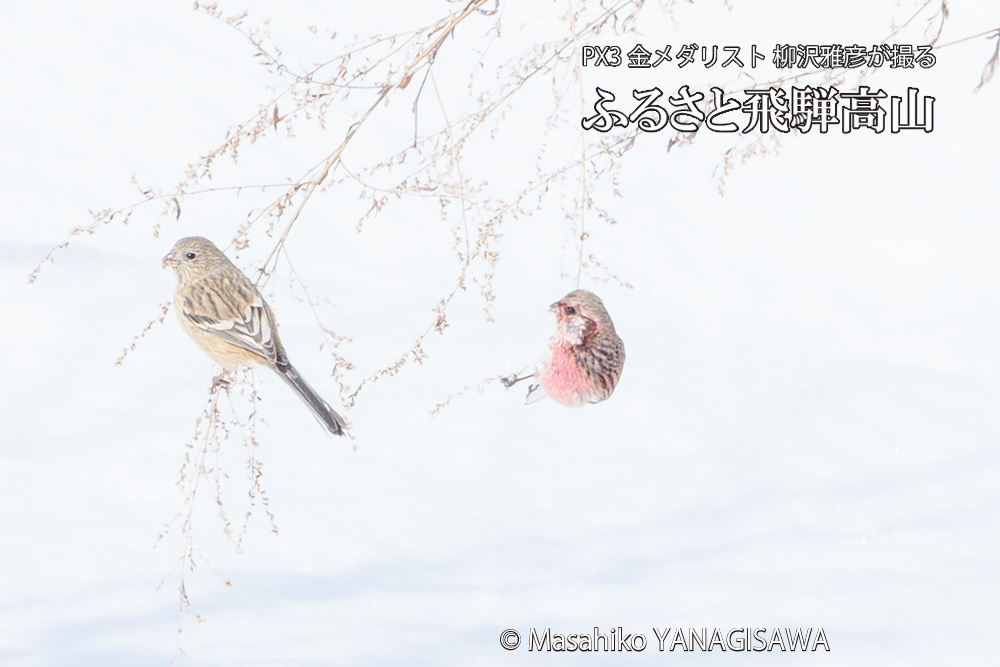 飛騨高山に棲むベニマシコの写真です。