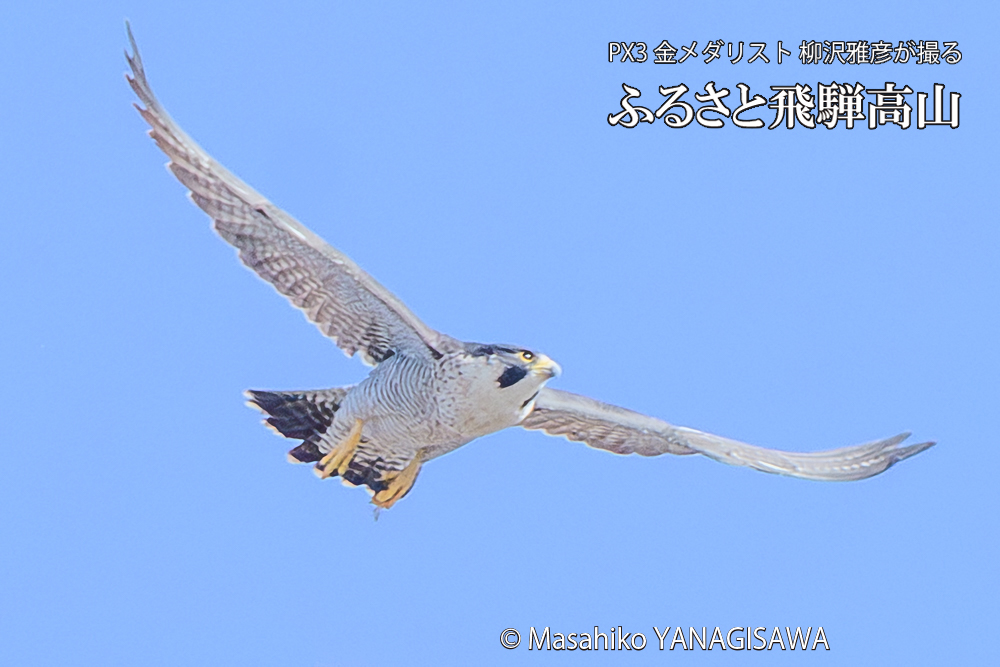 飛騨高山に棲むハヤブサ成鳥の写真です。