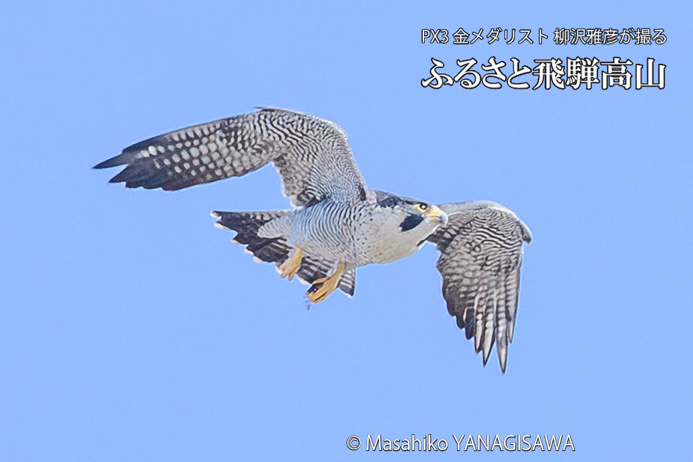 飛騨高山に棲むハヤブサ成鳥の写真です。