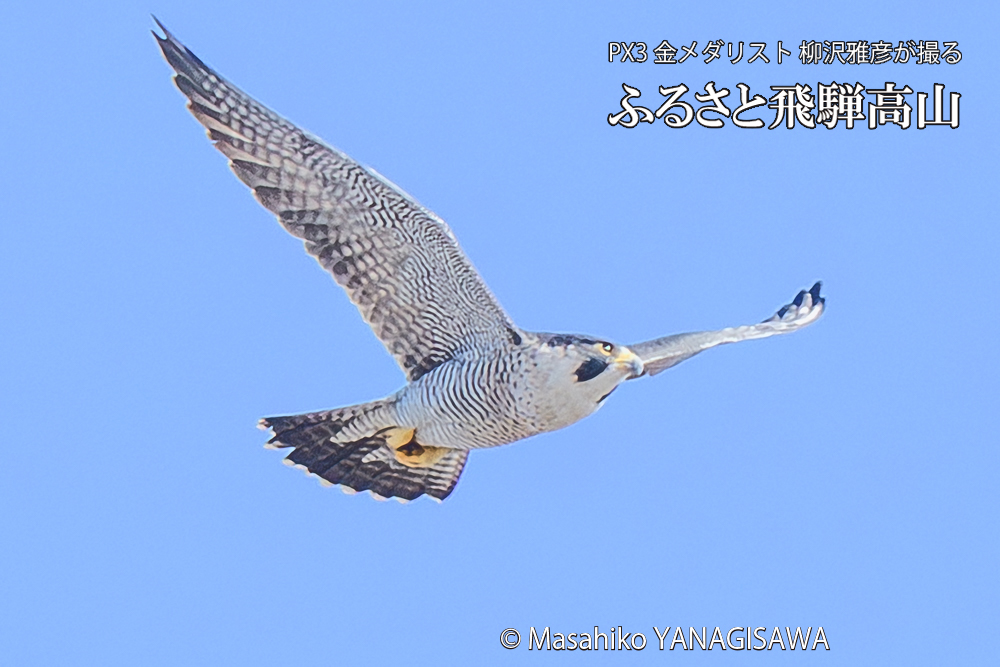 飛騨高山に棲むハヤブサ成鳥の写真です。