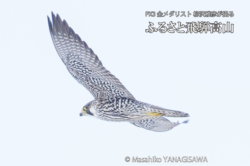飛騨高山に棲むハヤブサ若鳥の写真です。