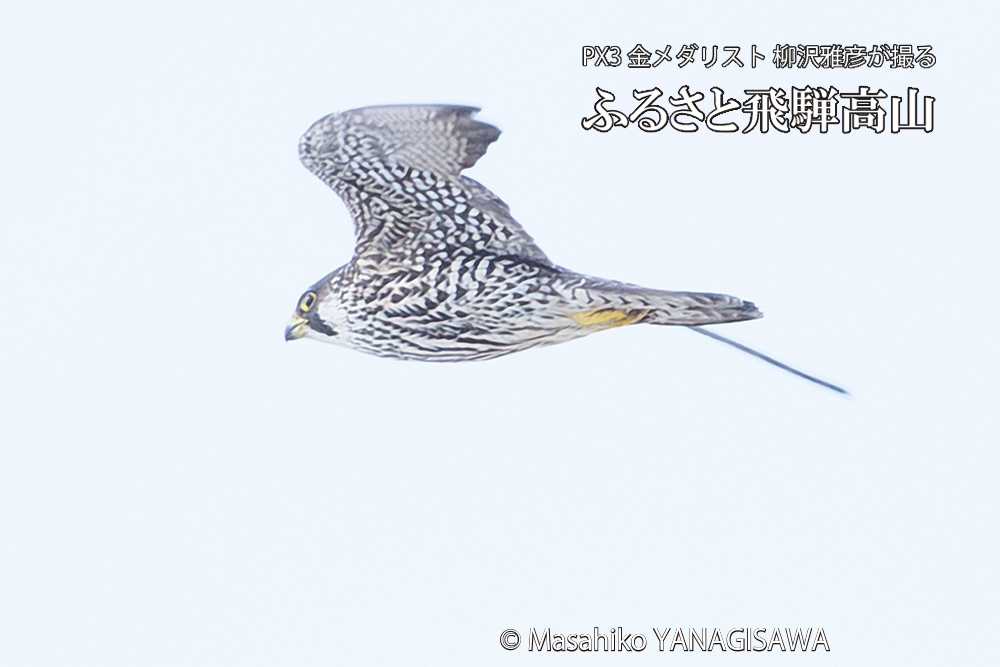 飛騨高山に棲むハヤブサ若鳥の写真です。