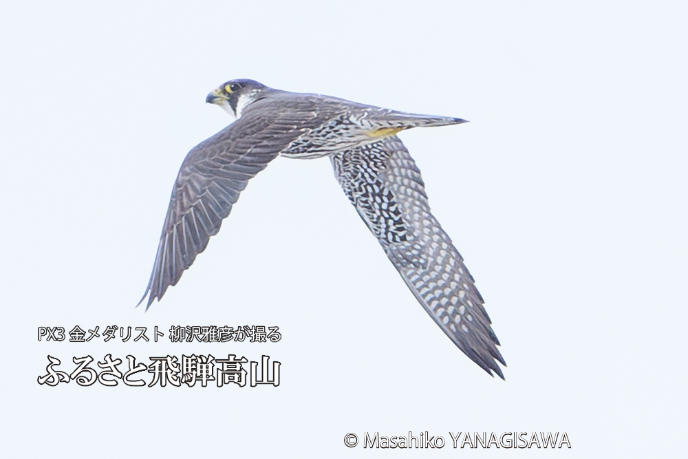 飛騨高山に棲むハヤブサ若鳥の写真です。