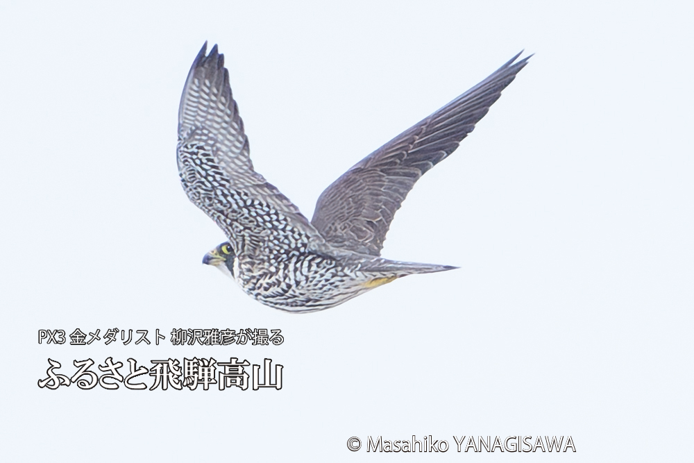 飛騨高山に棲むハヤブサ若鳥の写真です。
