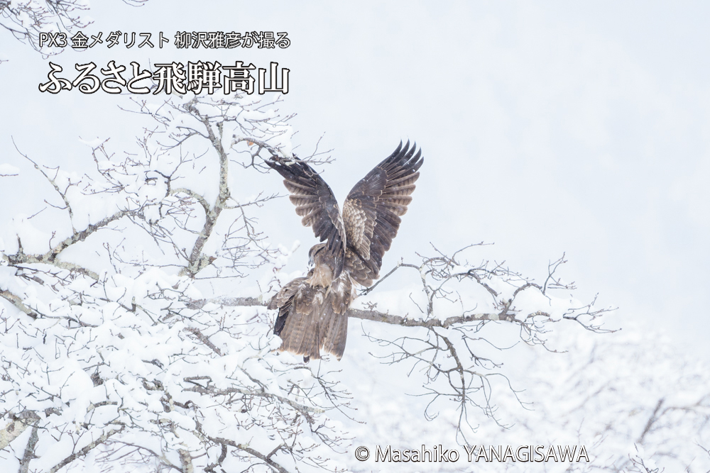飛騨高山に棲むトビの写真です。