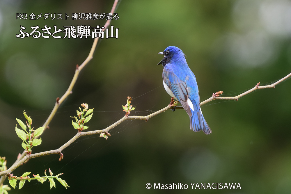 飛騨高山に棲むオオルリの写真です。