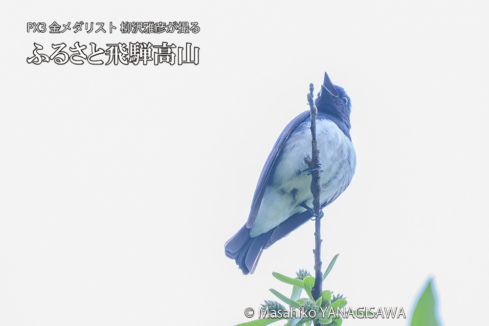 飛騨高山に棲むオオルリの写真です。