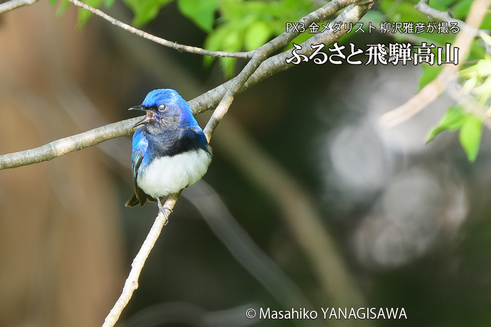 飛騨高山に棲むオオルリの写真です。