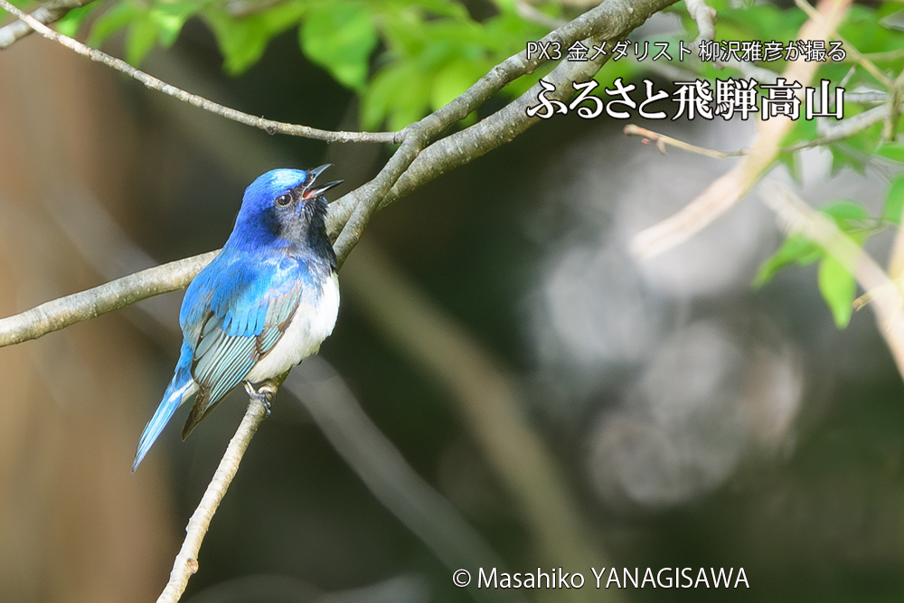 飛騨高山に棲むオオルリの写真です。
