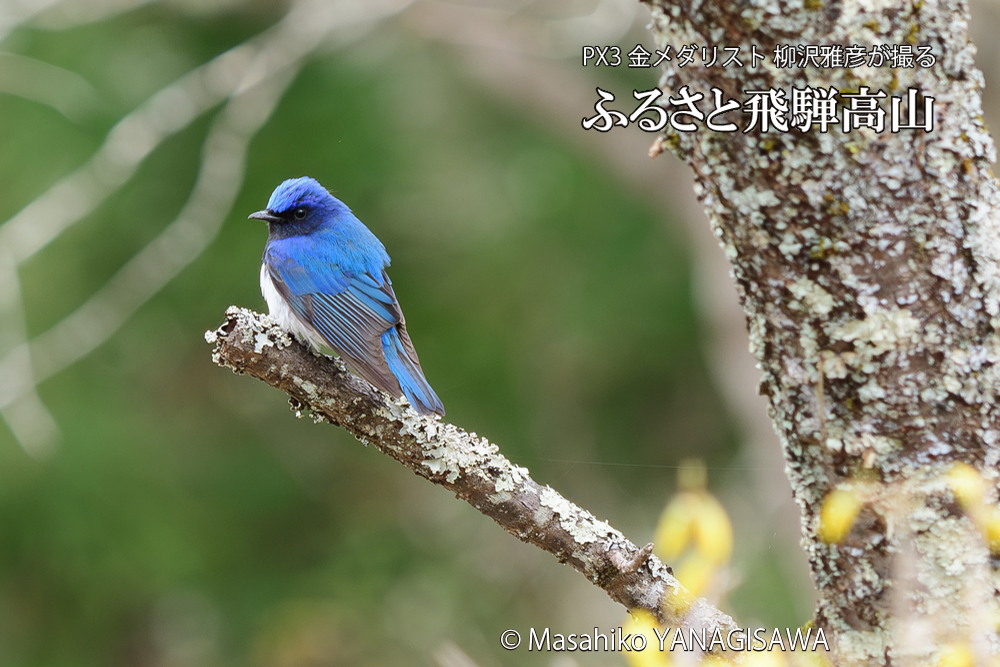 飛騨高山に棲むオオルリの写真です。