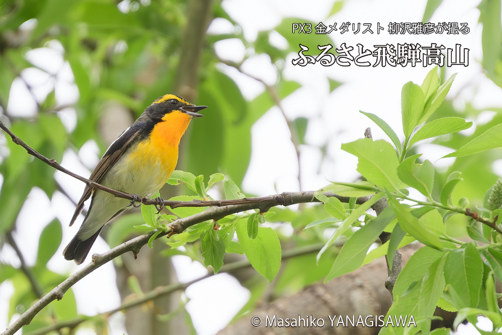 飛騨高山に棲むキビタキの写真です。