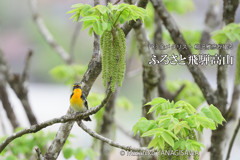 飛騨高山に棲むキビタキの写真です。