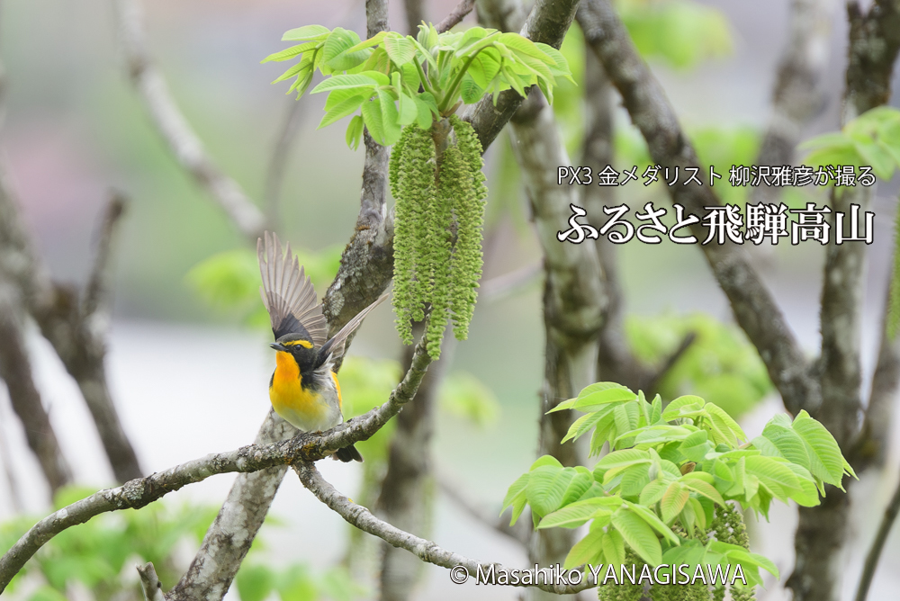 飛騨高山に棲むキビタキの写真です。