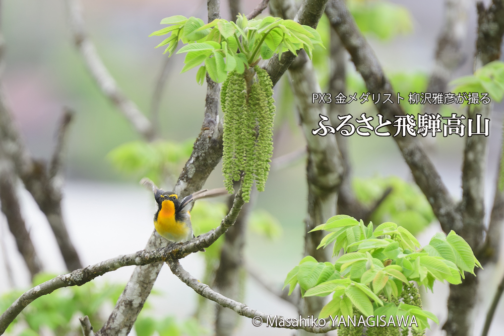 飛騨高山に棲むキビタキの写真です。