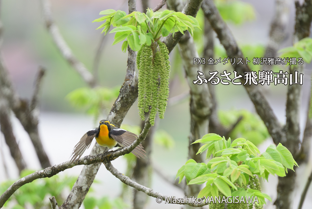 飛騨高山に棲むキビタキの写真です。