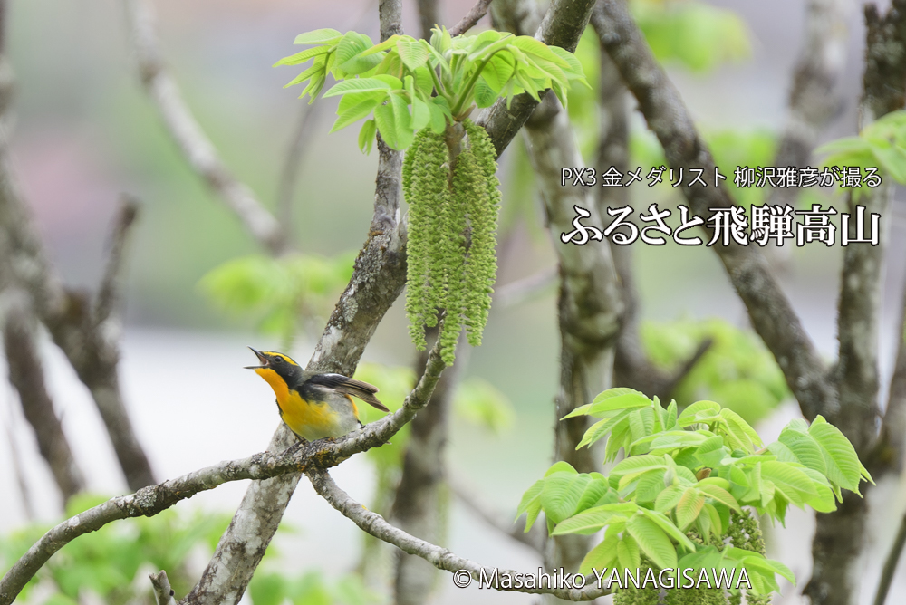飛騨高山に棲むキビタキの写真です。