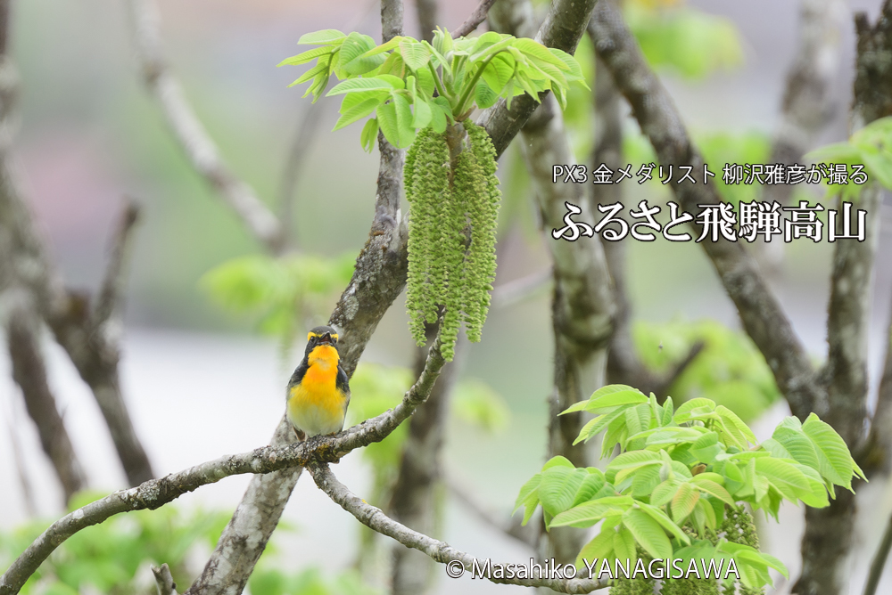 飛騨高山に棲むキビタキの写真です。