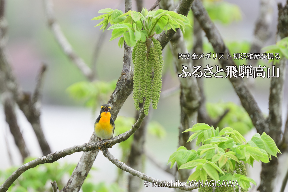 飛騨高山に棲むキビタキの写真です。
