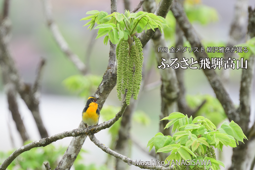 飛騨高山に棲むキビタキの写真です。
