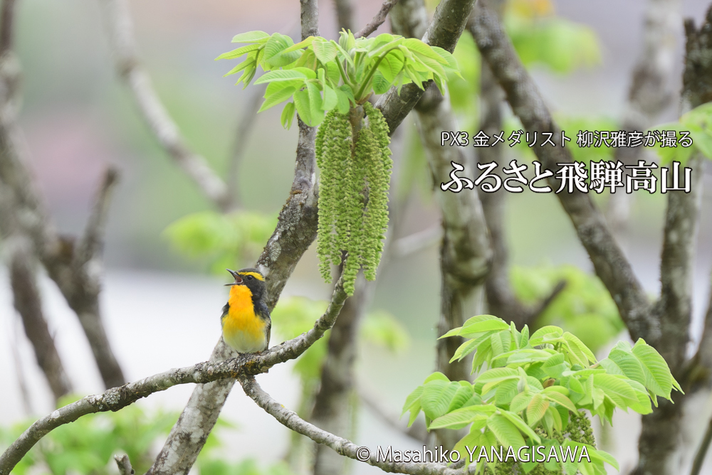 飛騨高山に棲むキビタキの写真です。