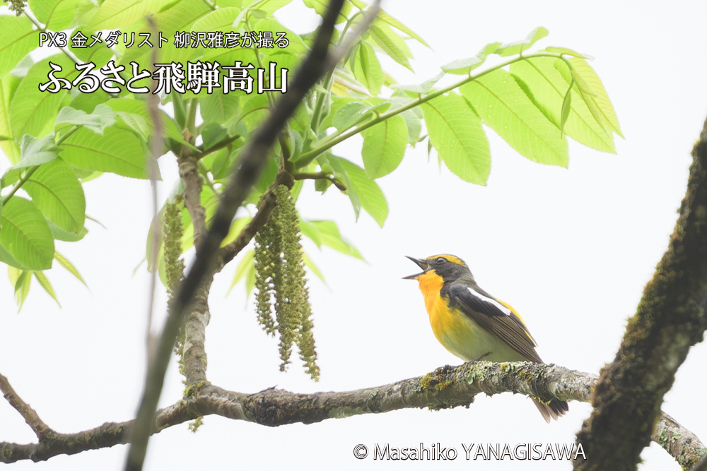 飛騨高山に棲むキビタキの写真です。