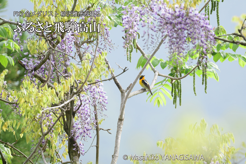 飛騨高山に棲むキビタキの写真です。