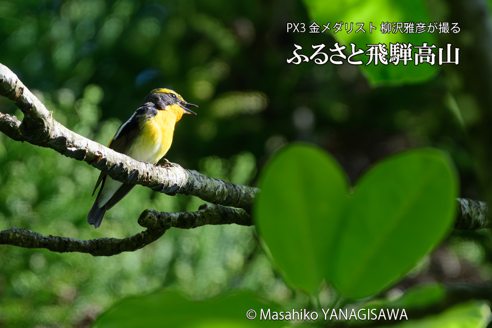 飛騨高山に棲むキビタキの写真です。