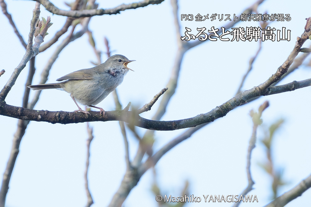 飛騨高山に棲むウグイスの写真です。