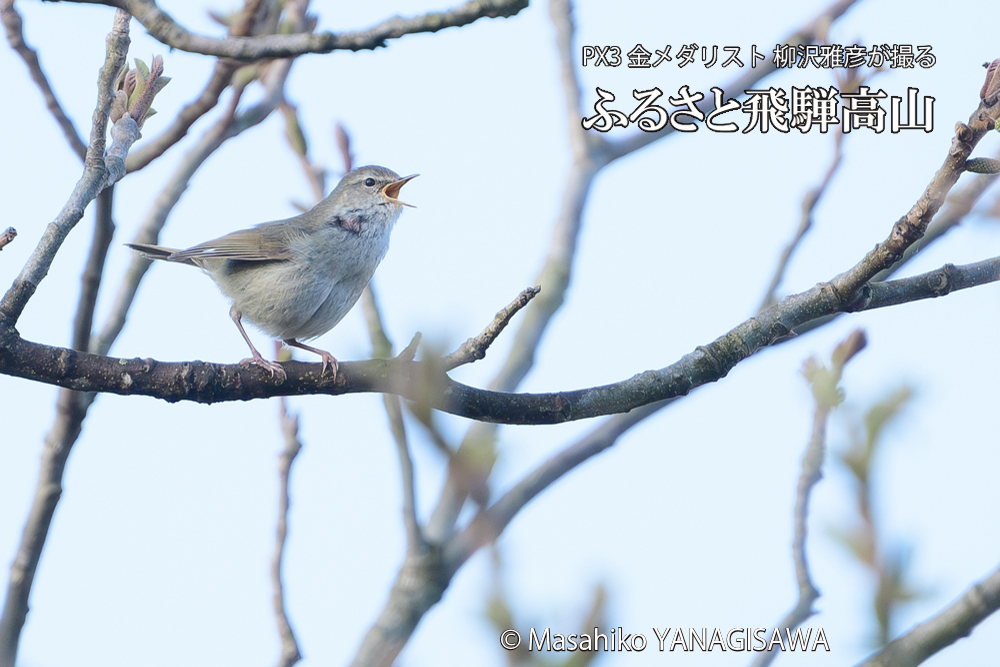 飛騨高山に棲むウグイスの写真です。