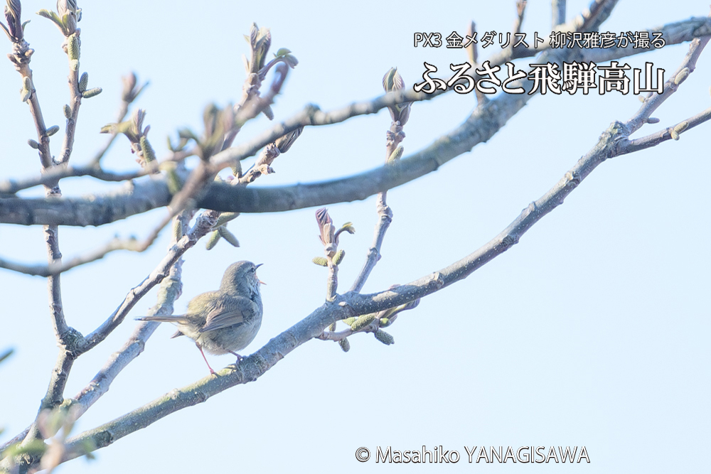 飛騨高山に棲むウグイスの写真です。