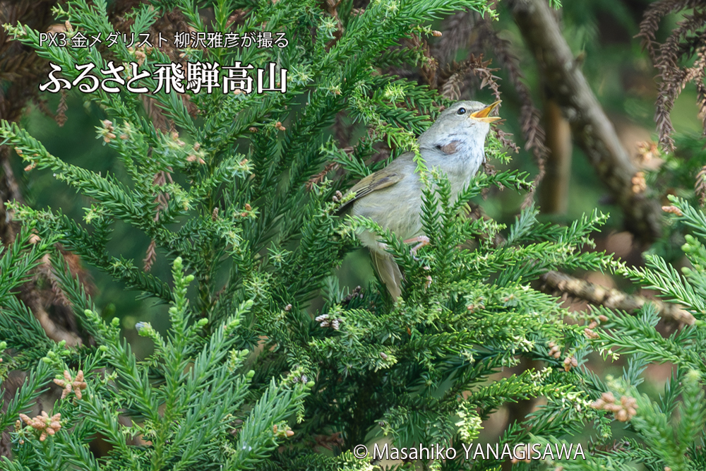 飛騨高山に棲むウグイスの写真です。