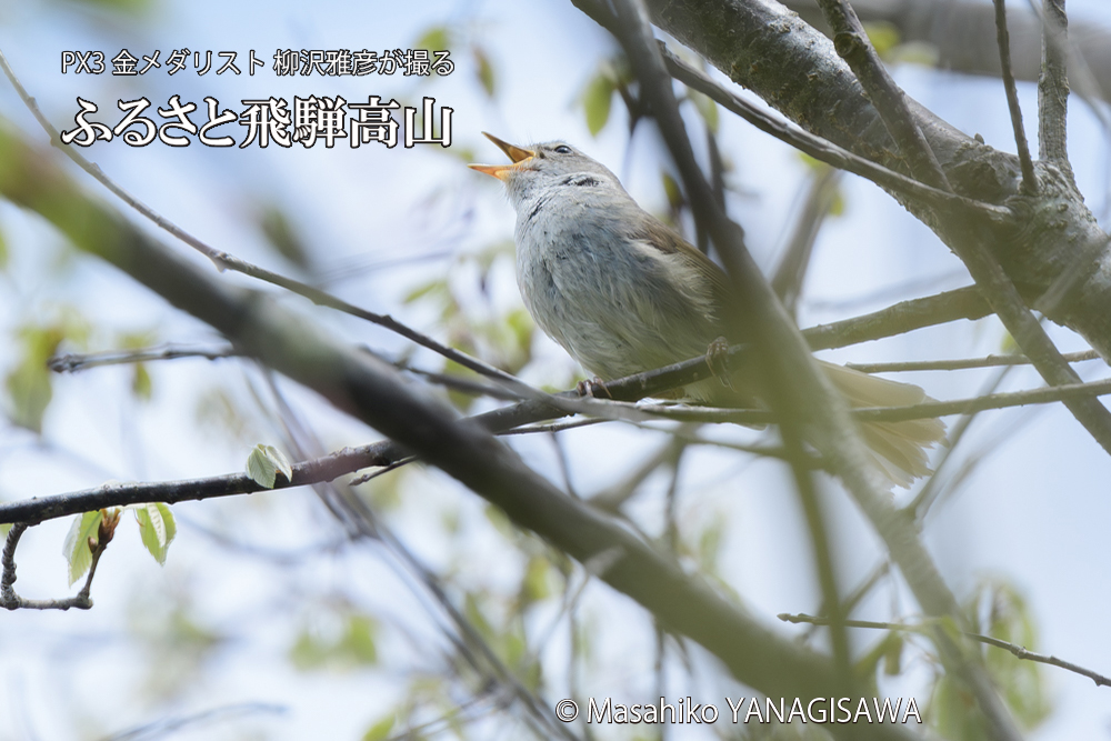 飛騨高山に棲むウグイスの写真です。