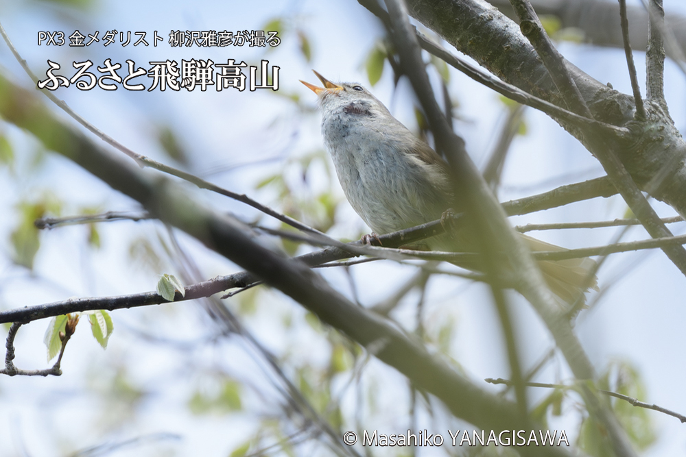 飛騨高山に棲むウグイスの写真です。