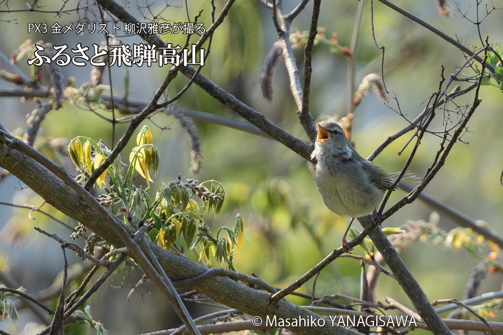 飛騨高山に棲むウグイスの写真です。