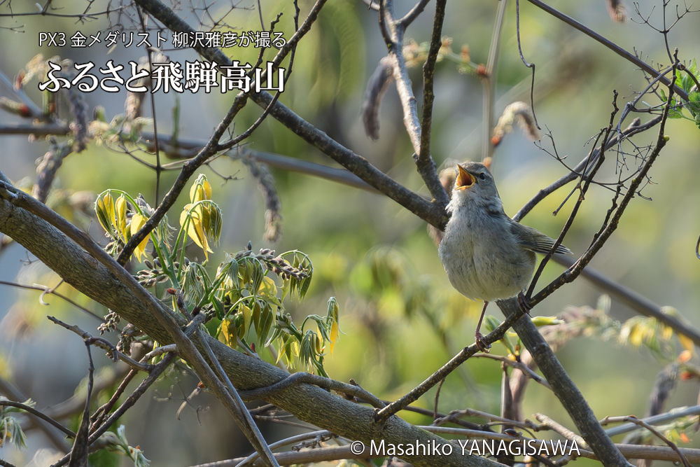 飛騨高山に棲むウグイスの写真です。