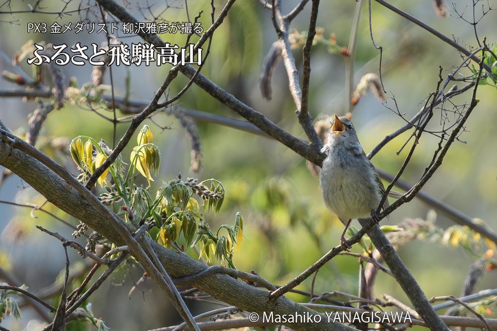 飛騨高山に棲むウグイスの写真です。
