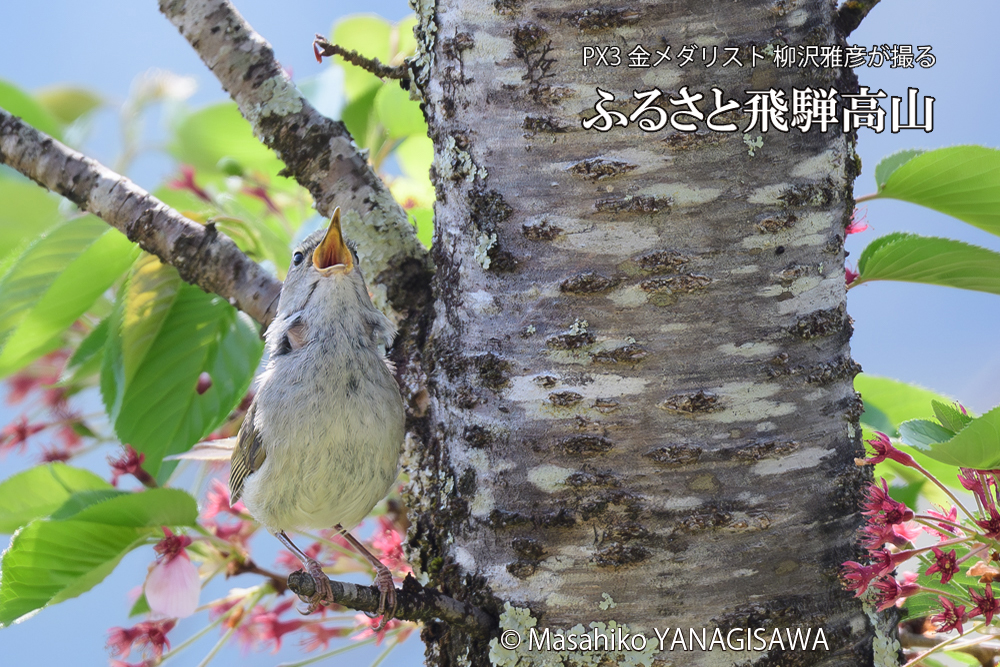 飛騨高山に棲むウグイスの写真です。