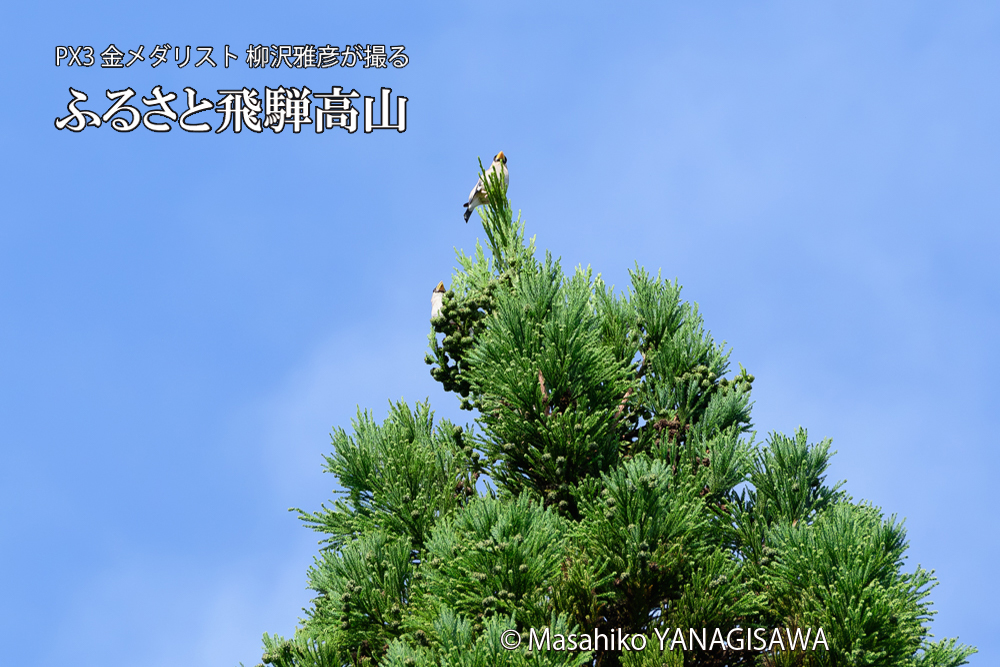 飛騨高山に棲むイカルの写真です。