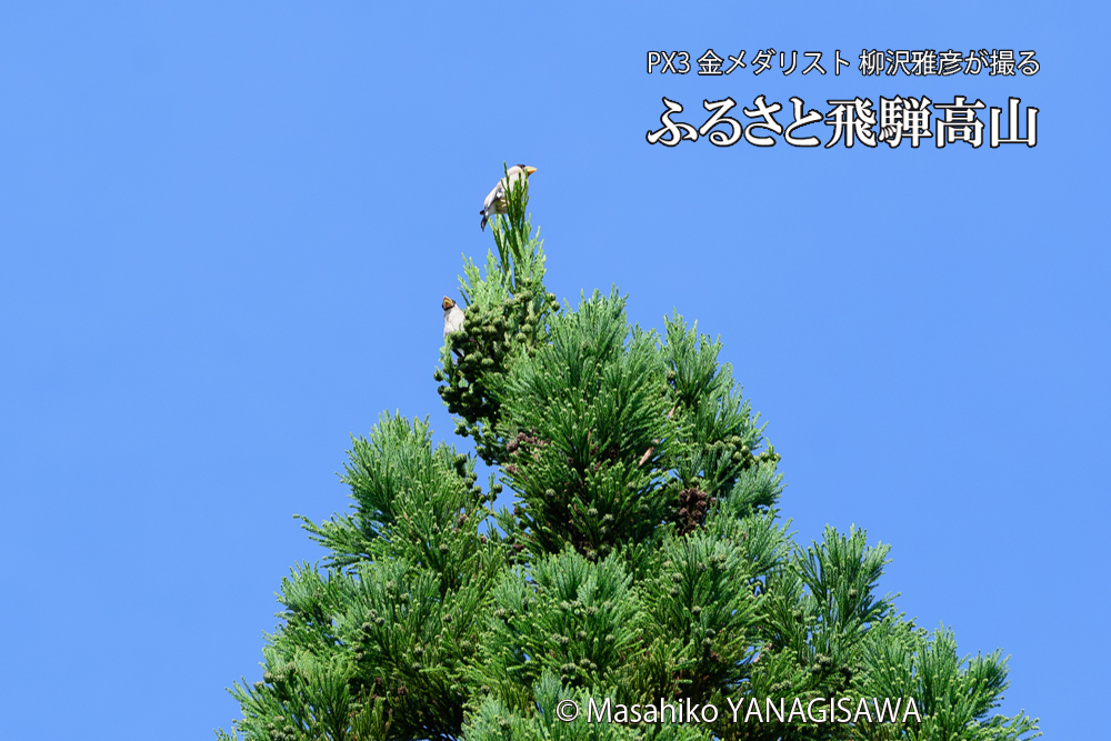 飛騨高山に棲むイカルの写真です。