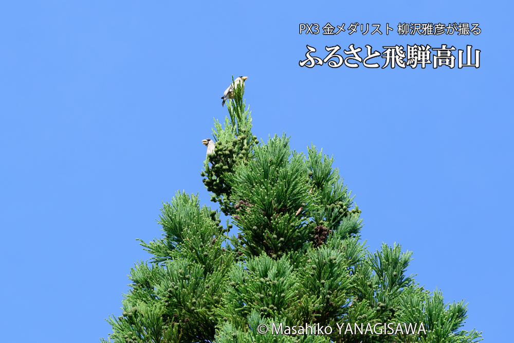 飛騨高山に棲むイカルの写真です。